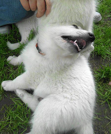 Weisser Schferhundwelpe von den Grenzgngern